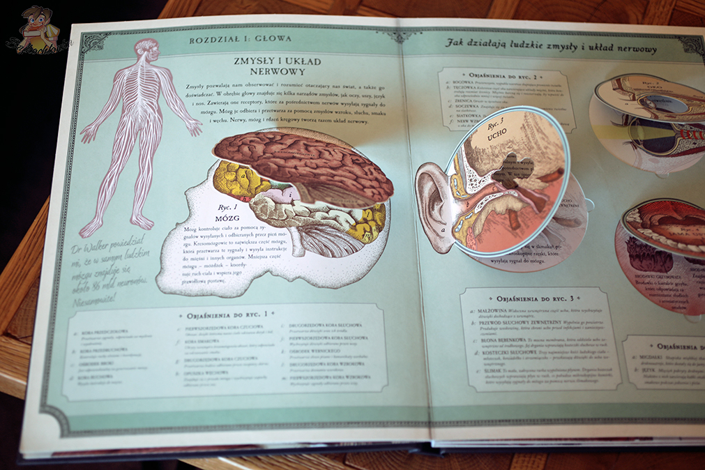Cia o Cz owieka Przewodnik Pop up Po Anatomii Recenzja 