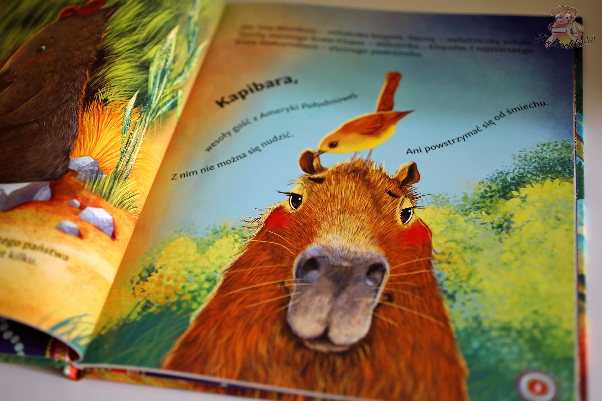 Kapibara z ptaszkiem na głowie – zbliżenie ilustracji z Malinka Wombat i Kapibara (Bumcykcyk)