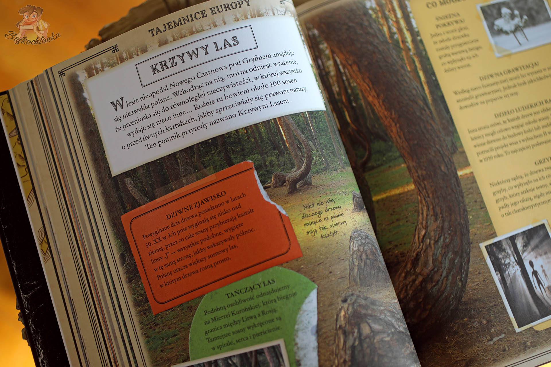 Krzywy Las w Tajemnice świata – tajemnicze wygięte sosny i hipotezy