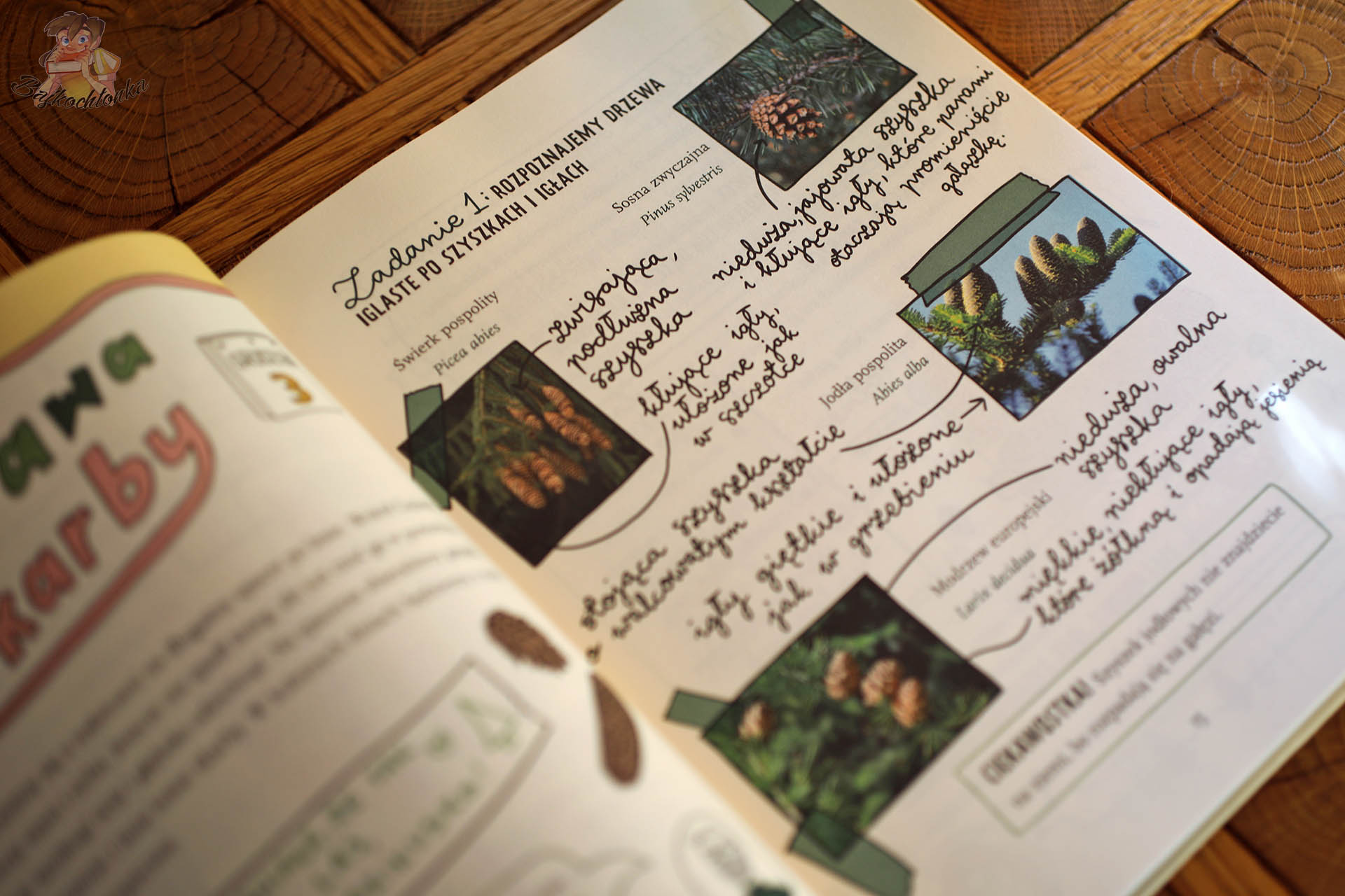 Rozpoznajemy drzewa iglaste po szyszkach i igłach – edukacyjna strona z Święta w Gajówce