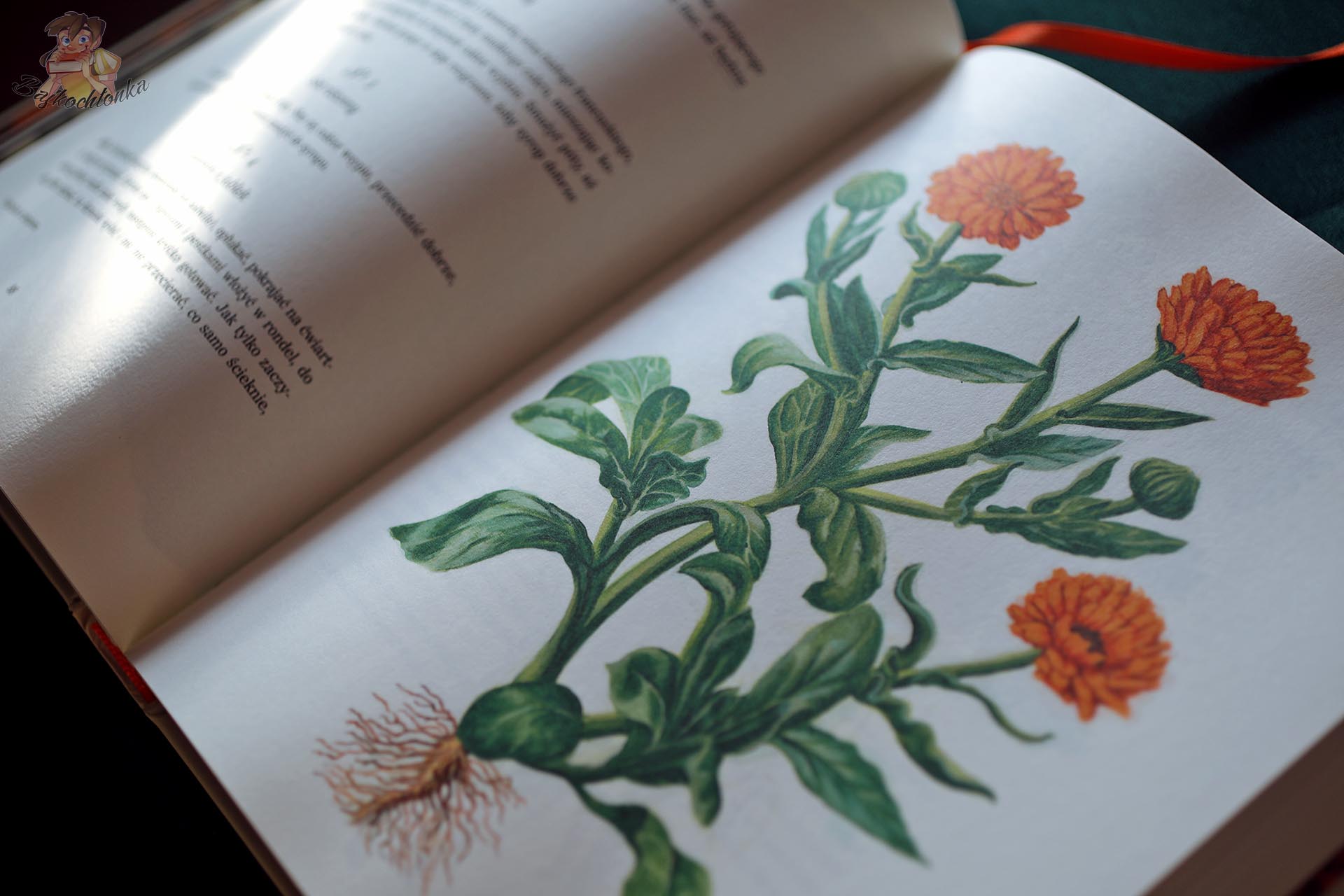 Ilustracja botaniczna nagietka w książce „Szparagi solić, krety gubić” – styl dawnych zielników