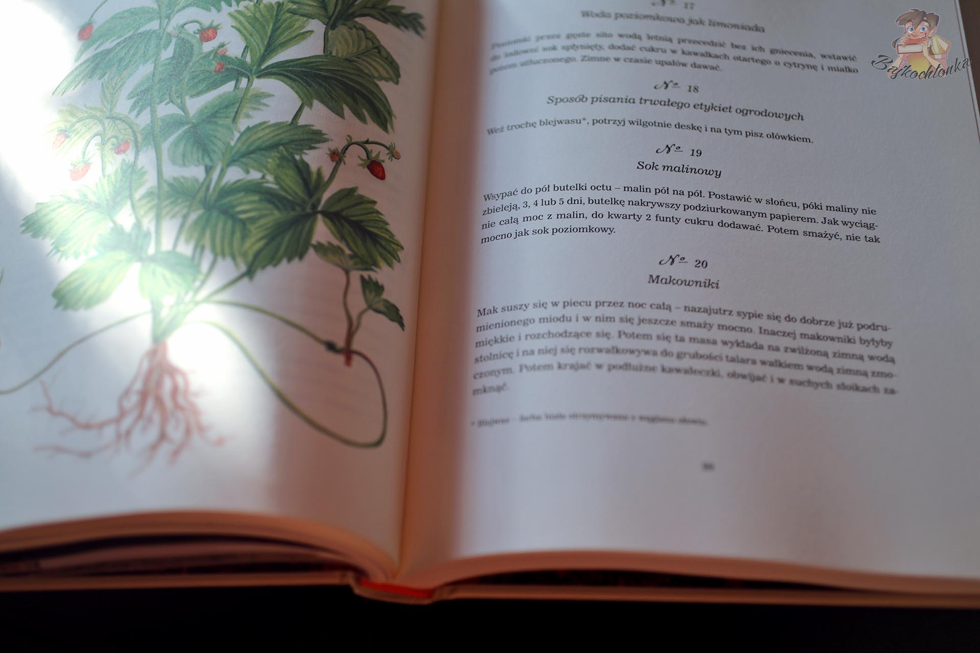 Rozkładówka „Szparagi solić, krety gubić” – botaniczna ilustracja i dawne przepisy domowe