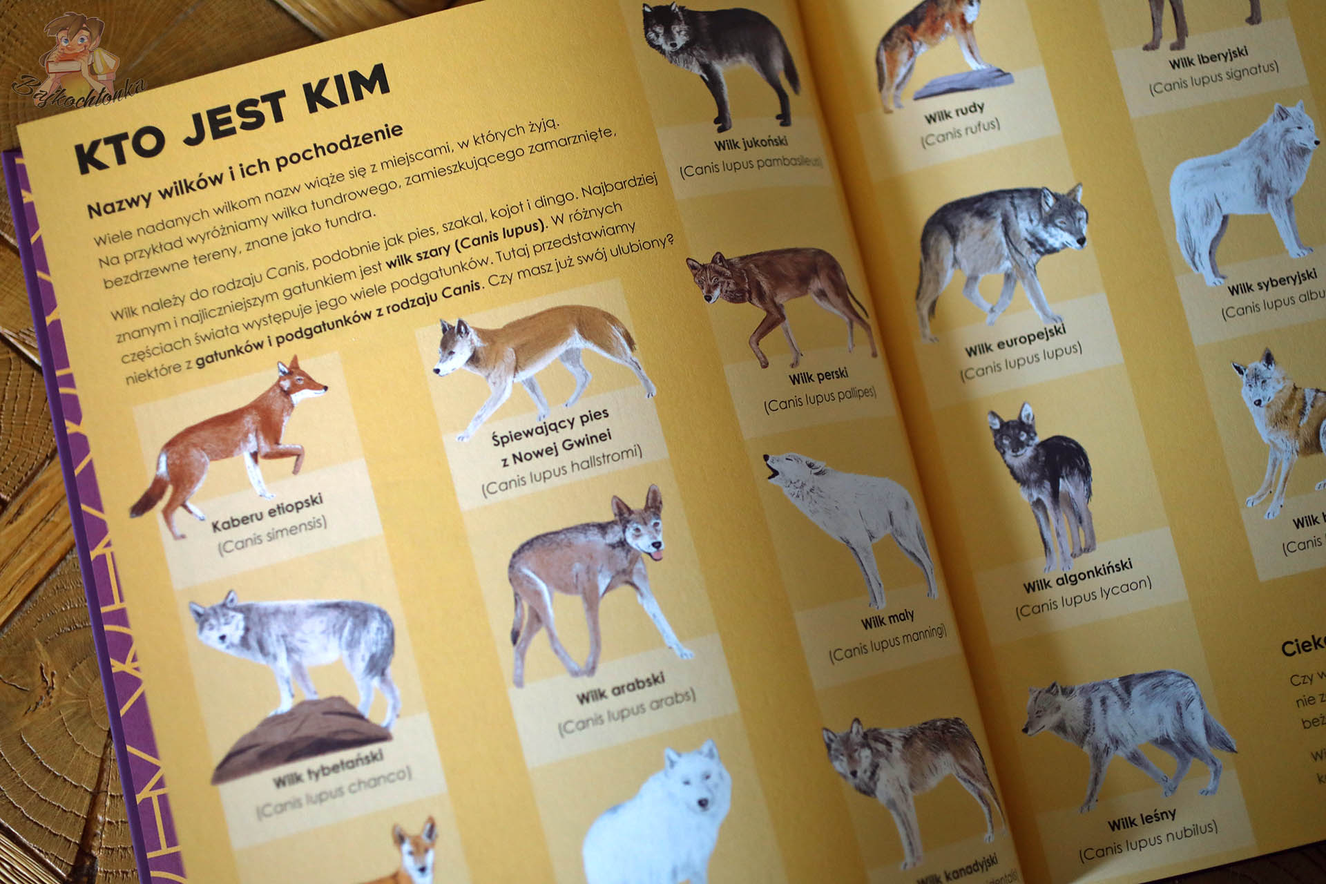 Strona z atlasowym przeglądem gatunków i podgatunków wilków w książce Wilki.