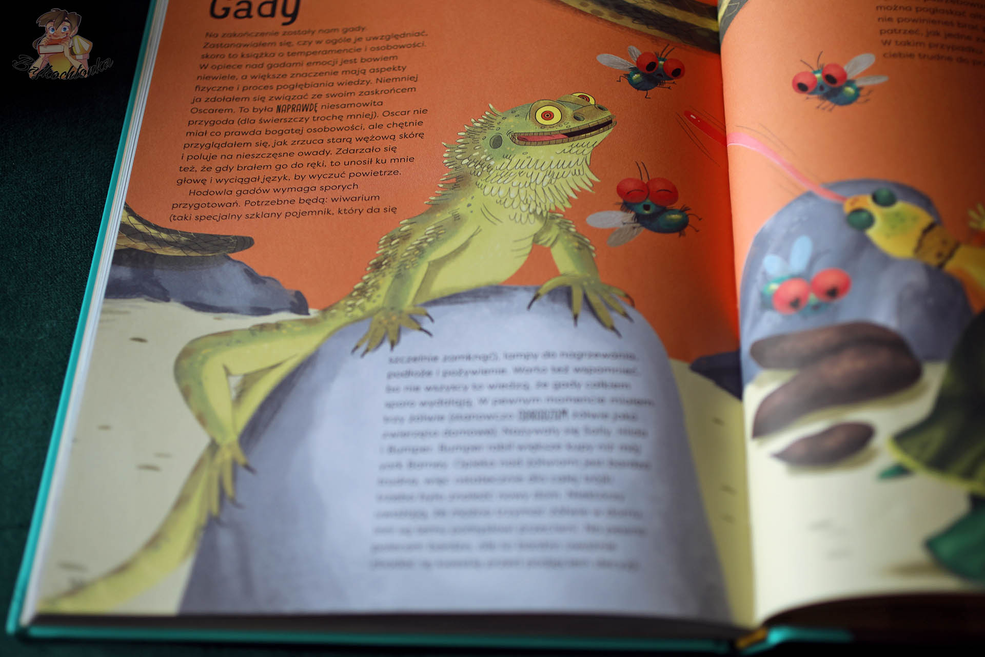 Ilustracja jaszczurki w książce Pupil dla mnie Russella Kane’a – rozdział o gadach jako zwierzętach domowych