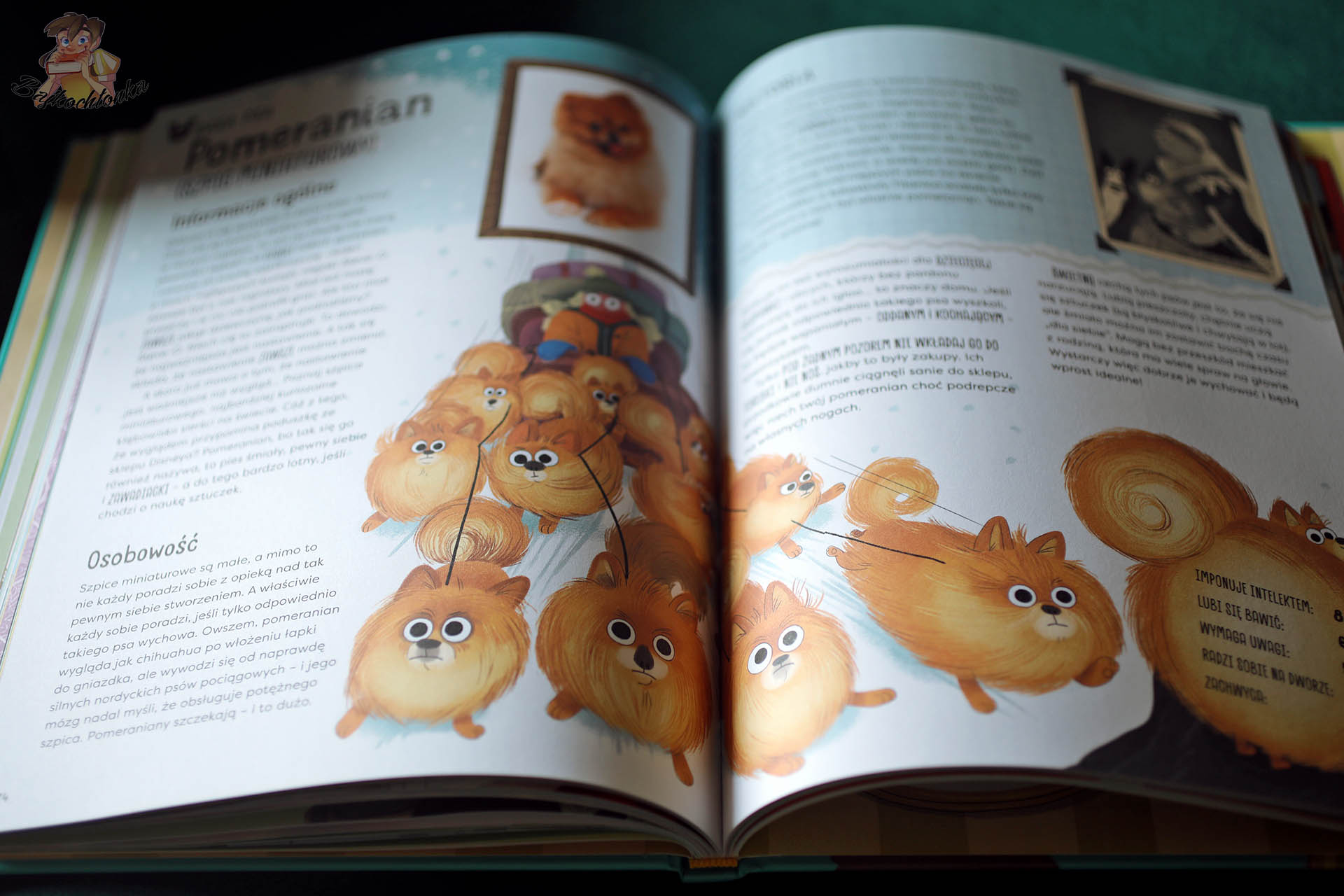 Ilustrowany opis rasy Pomeranian w książce Pupil dla mnie - charakter i osobowość psa