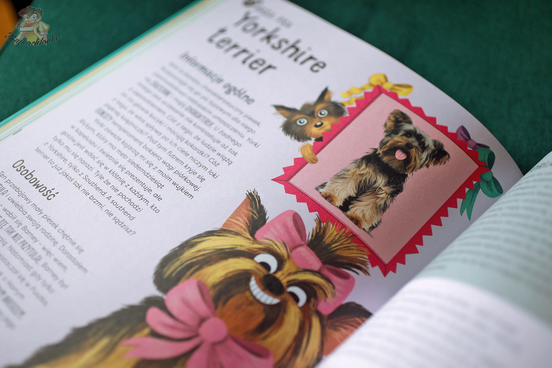 Strona książki Pupil dla mnie z opisem rasy Yorkshire terrier i ilustracjami psa