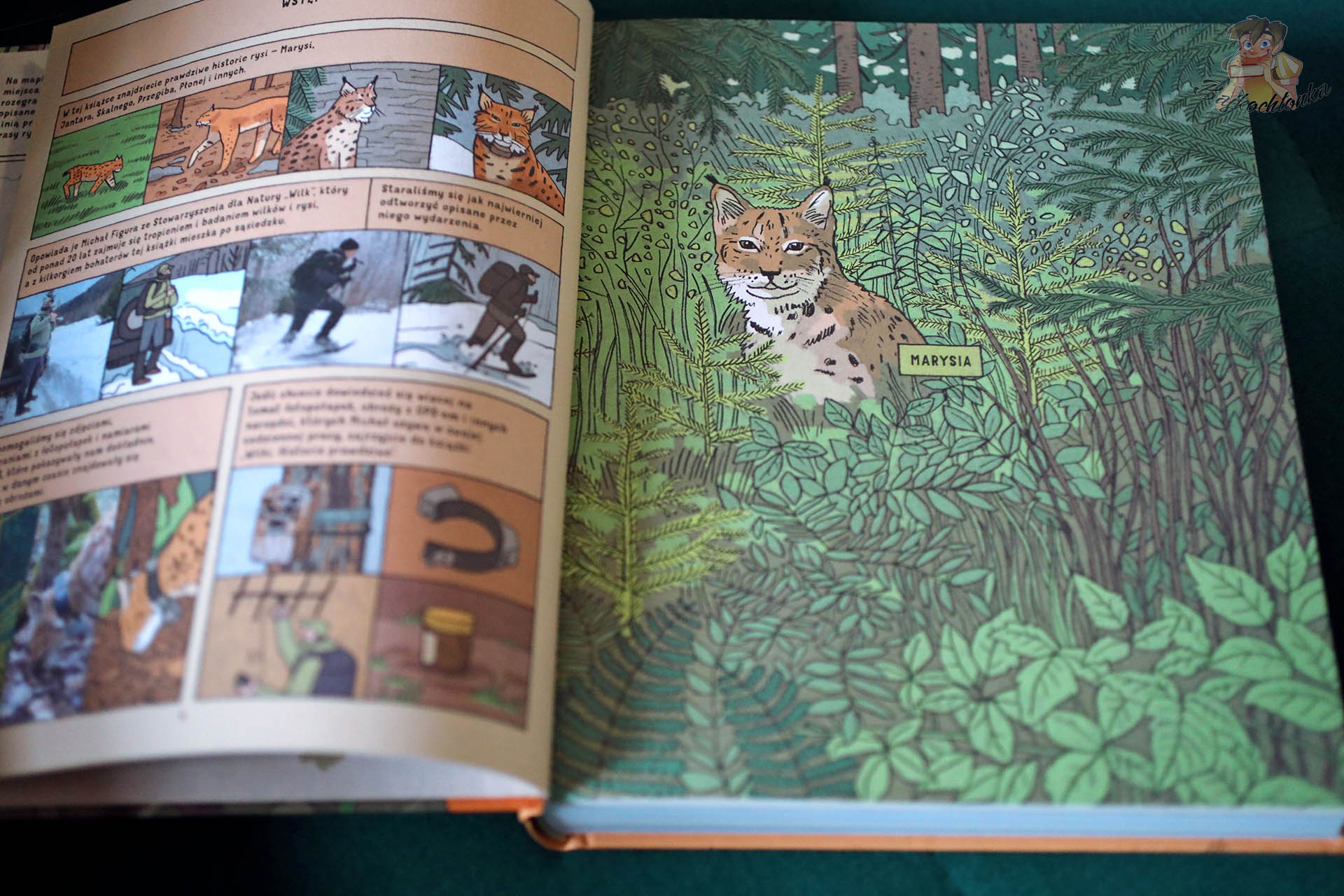 Rozkładówka z książki „Rysie. Historie prawdziwe” – rysica Marysia w leśnym otoczeniu
