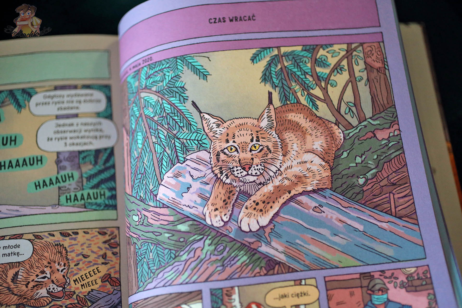 Ilustracja rysia odpoczywającego na pniu drzewa w książce „Rysie. Historie prawdziwe”