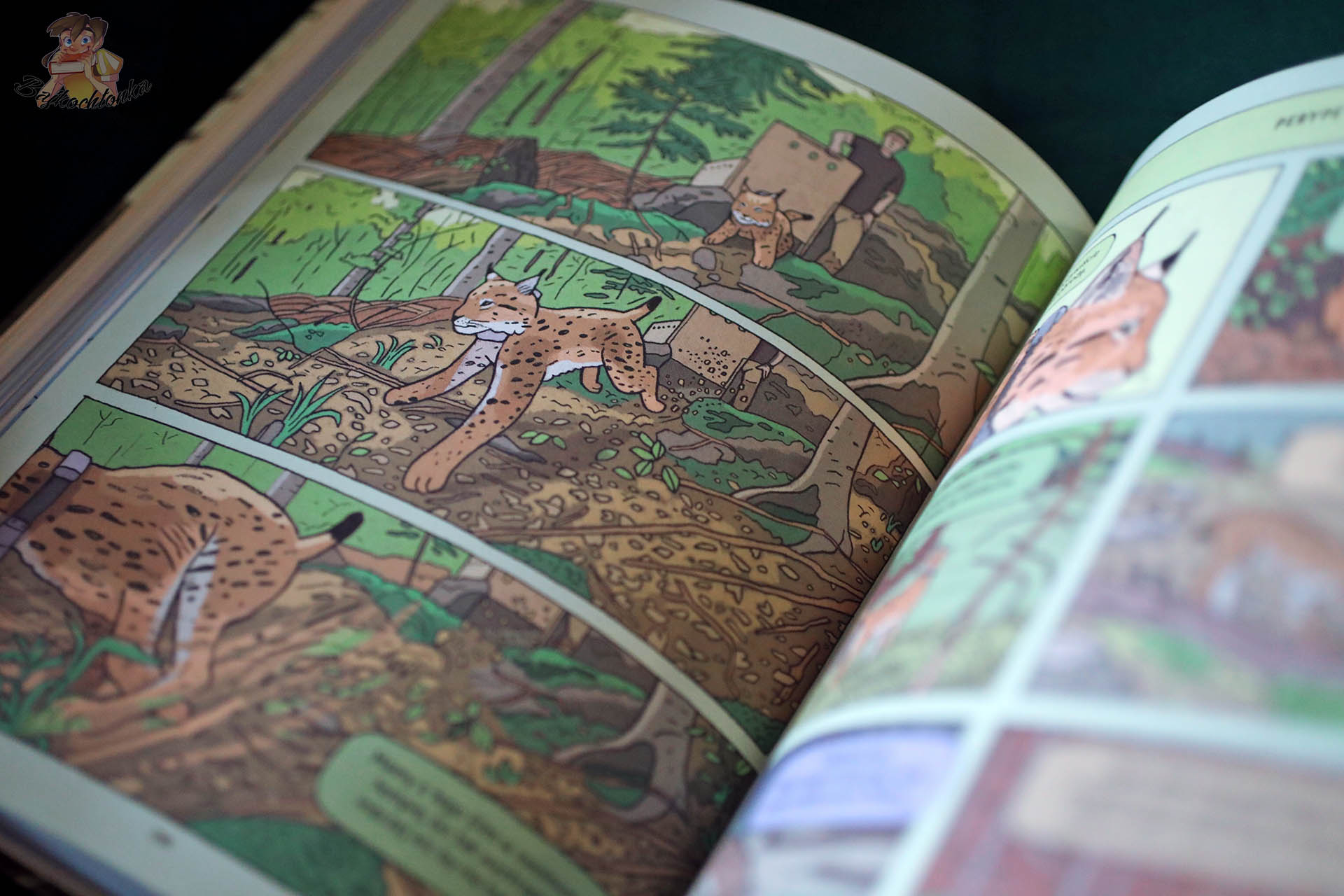 Ilustracja rysia poruszającego się w naturalnym środowisku w książce „Rysie. Historie prawdziwe”