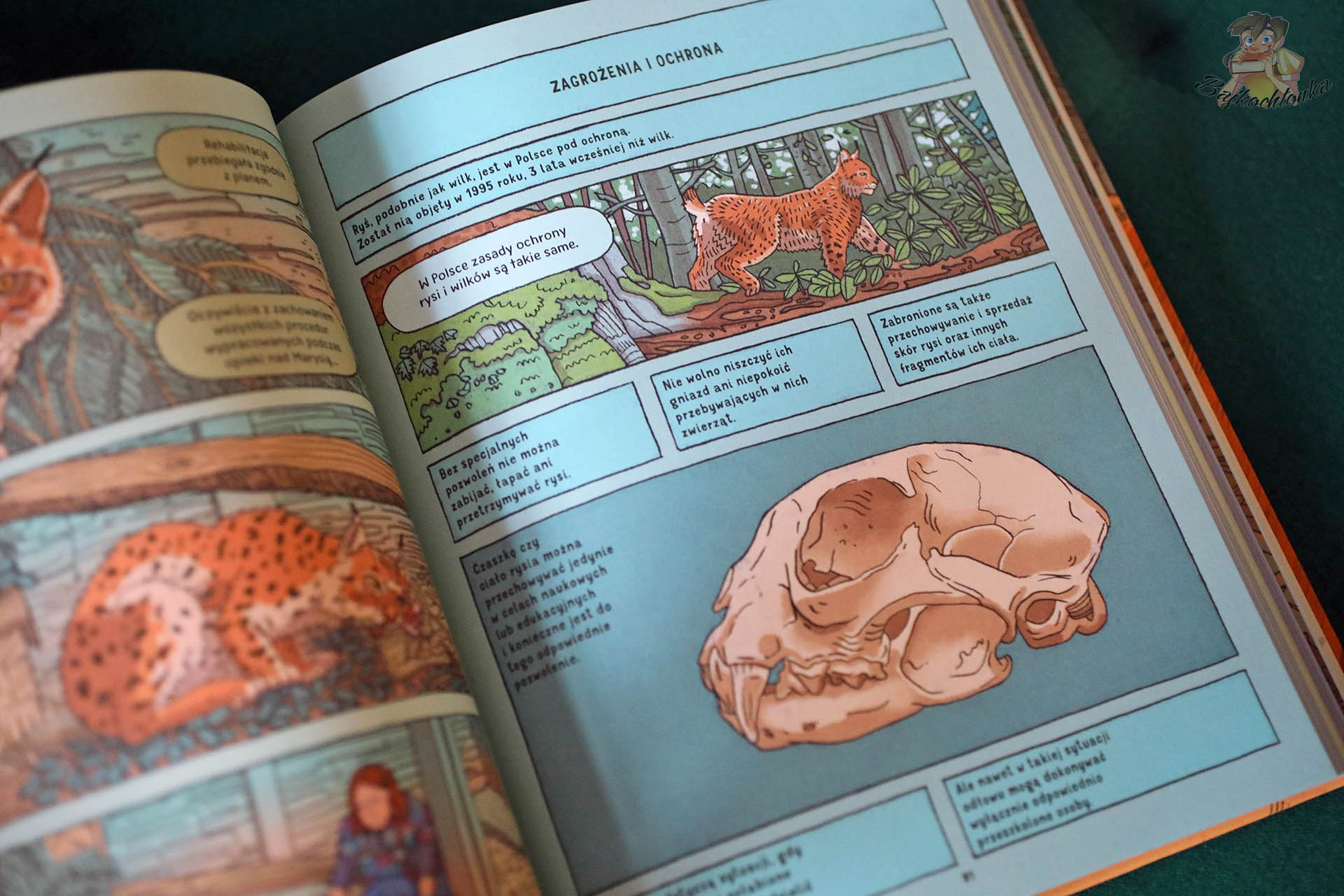 Rozdział edukacyjny o zagrożeniach i ochronie rysi w książce „Rysie. Historie prawdziwe”