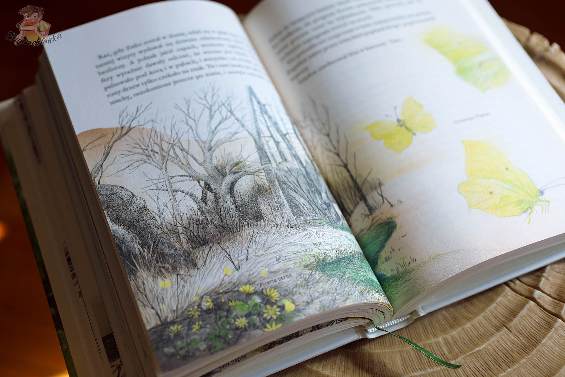 Rozkładówka książki Maja i czas motyli z przyrodniczą ilustracją krajobrazu i żółtymi motylami