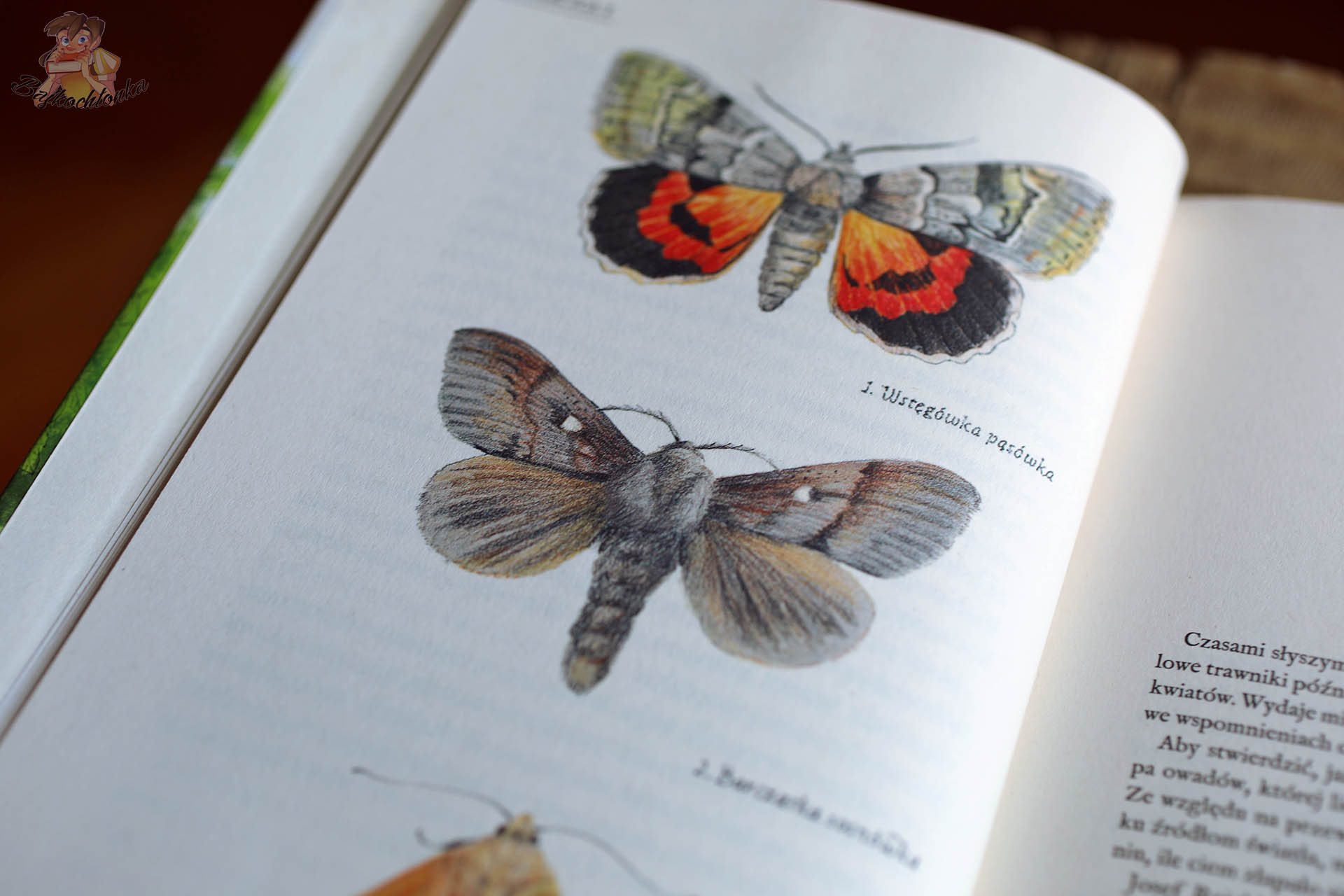 Ilustracje motyli we wnętrzu książki Maja i czas motyli Radka Raka