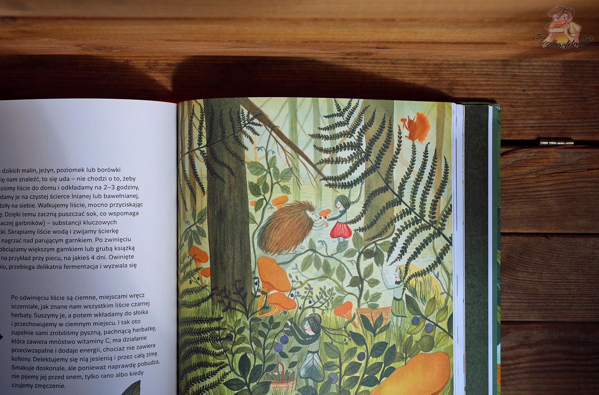 Rozkładówka książki Zielniczek z leśną ilustracją, ziołami, paprociami i postaciami wśród roślin