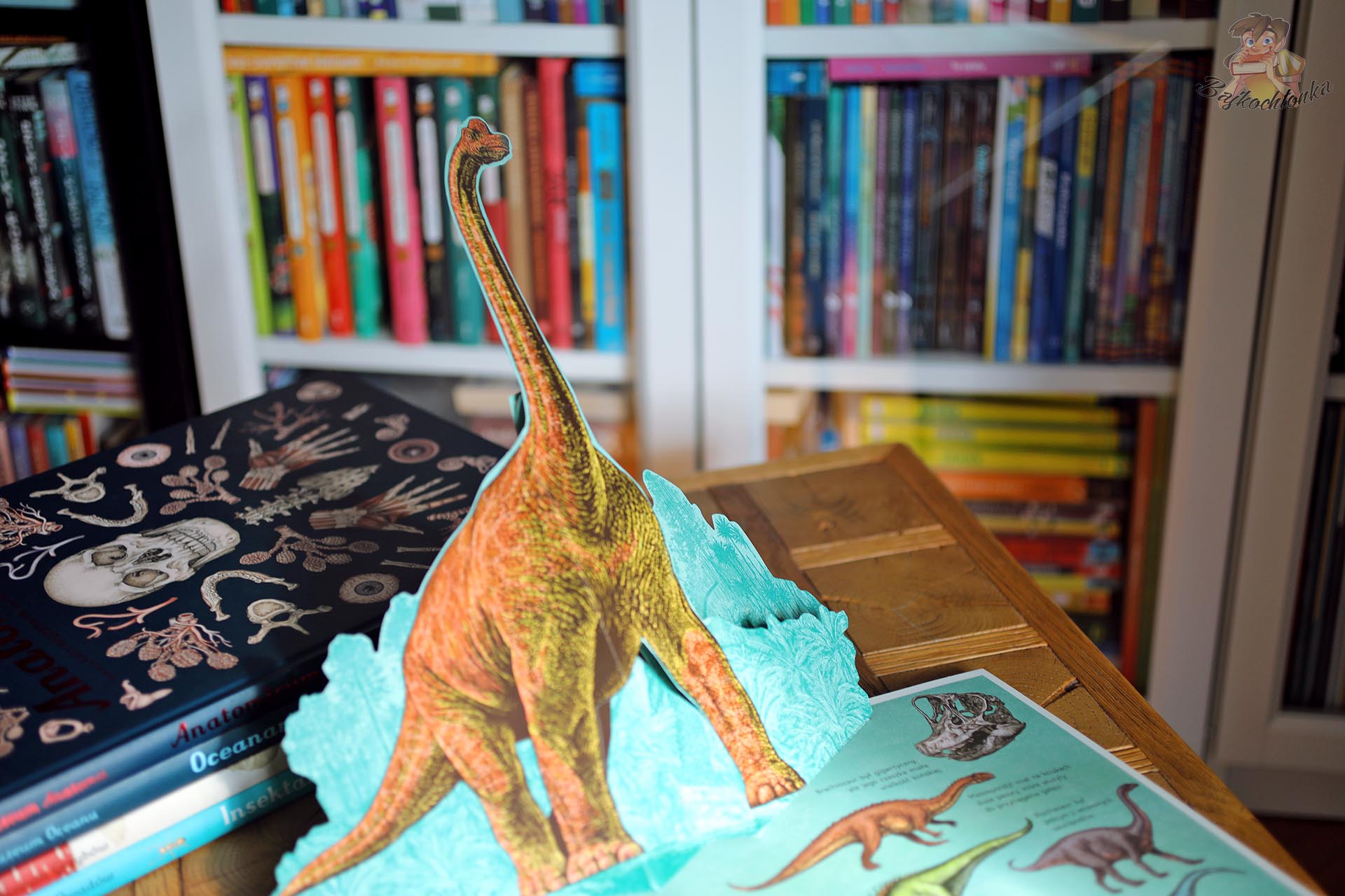 Przestrzenny brachiozaur w książce Dinozaurium pop-up dla dzieci