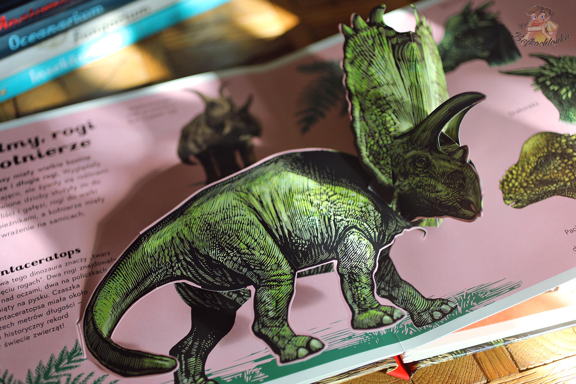 Rozkładówka z rogatym dinozaurem w książce Dinozaurium pop-up Chrisa Wormella