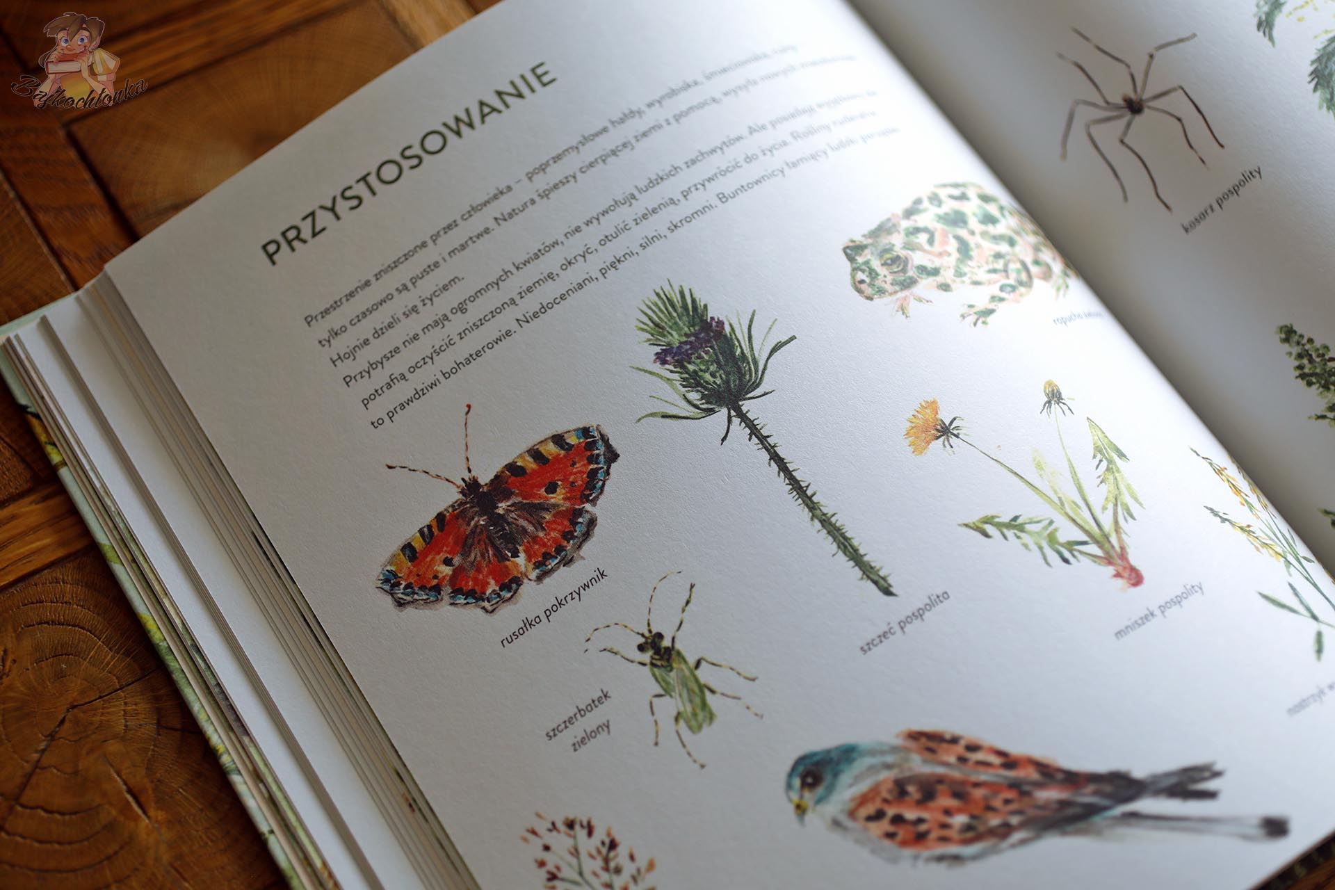 Rozdział „Przystosowanie” z ilustracjami roślin i zwierząt żyjących na łąkach